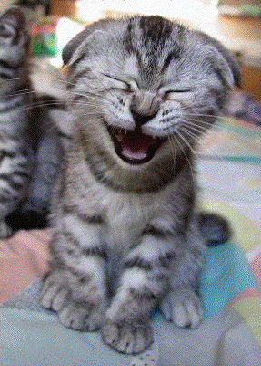 wiki:laugh_cat.gif